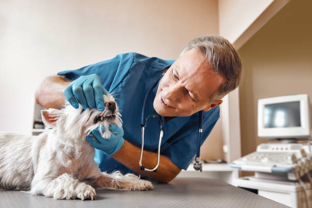 Trusted SC Emergency Dental Service Experts